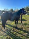 QUARTER HORSE 