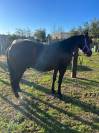 QUARTER HORSE 