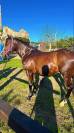 QUARTER HORSE 