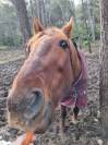 Trotteur de 15 ans, gentil et en pleine forme