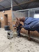 Trotteur de 15 ans, gentil et en pleine forme