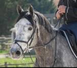 Idéal pour la saison de 5ans, x Casall