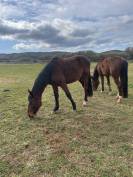 Lote 2 Potros para el deporte
