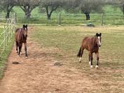 Lote 2 Potros para el deporte