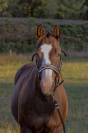 Quarter horse hongre 7 ans 