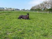 Pension chevaux - Deauville