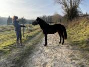 Poney 4 ans à vendre 