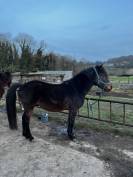 Poney 4 ans à vendre 