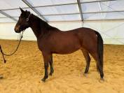 HONGRE LUSITANO-ARABE PP-DSA 3 ANS A VENDRE 