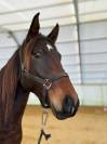 HONGRE LUSITANO-ARABE PP-DSA 3 ANS A VENDRE 