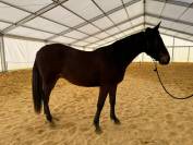 HONGRE LUSITANO-ARABE PP-DSA 3 ANS A VENDRE 