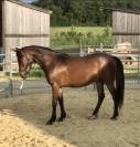 Ruin Arabisch halfbloed Te koop 2022 Donker bruin / bai ,  RAMSES ORIENTAL
