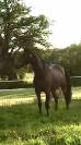 Ruin Arabisch halfbloed Te koop 2022 Donker bruin / bai ,  RAMSES ORIENTAL