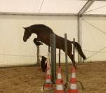 Ruin Arabisch halfbloed Te koop 2022 Donker bruin / bai ,  RAMSES ORIENTAL