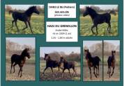 A VENDRE POULAIN LUSITANO-ARABE- PP DSA- 1 AN