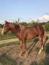 A VENDRE POULAIN LUSITANO-ARABE- PP DSA- 1 AN