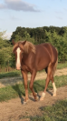 A VENDRE POULAIN LUSITANO-ARABE- PP DSA- 1 AN