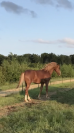 A VENDRE POULAIN LUSITANO-ARABE- PP DSA- 1 AN