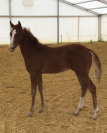 A VENDRE POULAIN LUSITANO-ARABE- PP DSA- 1 AN