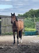 Pouliche 2 ans SF Pegase Van’t Ruytershof 