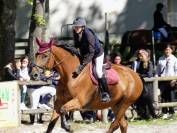  Vend Cheval hongre Selle Français 10 ans CSO