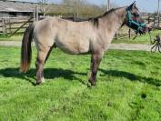 Etalon Quarter Horse Grullo