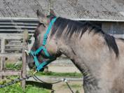 Etalon Quarter Horse Grullo