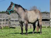 Etalon Quarter Horse Grullo