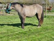 Etalon Quarter Horse Grullo