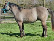 Etalon Quarter Horse Grullo