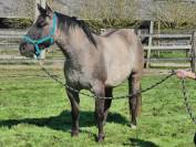 Etalon Quarter Horse Grullo