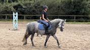 Ponette Connemara PP 7 ans