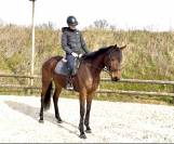 Magnifique jument ps de 5 ans idéal cso cce dressage 