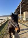 Poney à vendre - 1m32