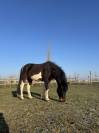 Poney à vendre - 1m32