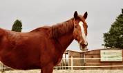 Cheval de dressage à vendre 