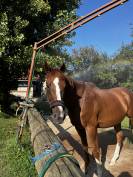 Cheval de dressage à vendre 