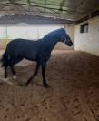 Cheval 2,5 ans