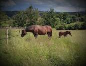 Pension Retraite pour chevaux