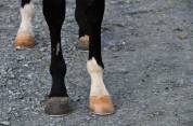 Caballo castrado pura sangre fuerte de 6 años