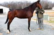 Caballo castrado pura sangre fuerte de 6 años