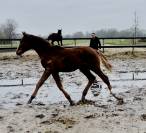 Poulain dressage prestige BEST SIR DES HURLIERS