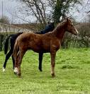 Poulain dressage prestige BEST SIR DES HURLIERS