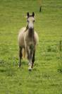 Poney connemara pp