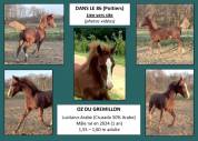 HARAS DU GREMILLON Chevaux Arabes et Demi-Sang Arabes 