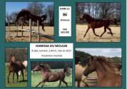 HARAS DU GREMILLON Chevaux Arabes et Demi-Sang Arabes 