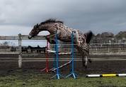 Amazing Leopard Anglo arab gelding !