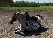 Amazing Leopard Anglo arab gelding !