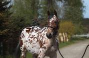 Amazing Leopard Anglo arab gelding !