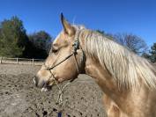 Quarter horse polyvalent 